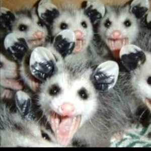 Meet your Posher, Judy